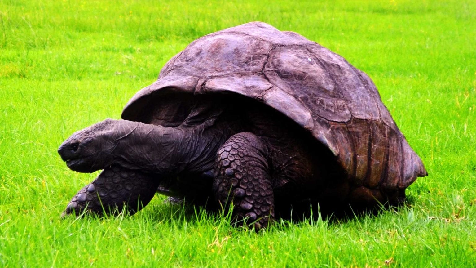 Believe It Or Not, Gigantic Tortoise 